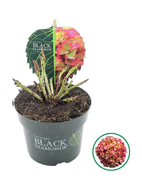 Hydrangea Black Diamonds 'red Angel' 17cm Hydrangea Black Diamonds 'red Angel' 17cm
