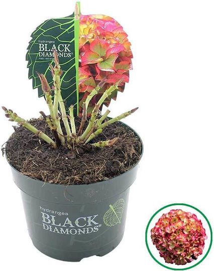 Hortensia Diamante Negre Red Angel 17cm