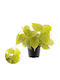 Philodendron 'micans Lime' 12cm