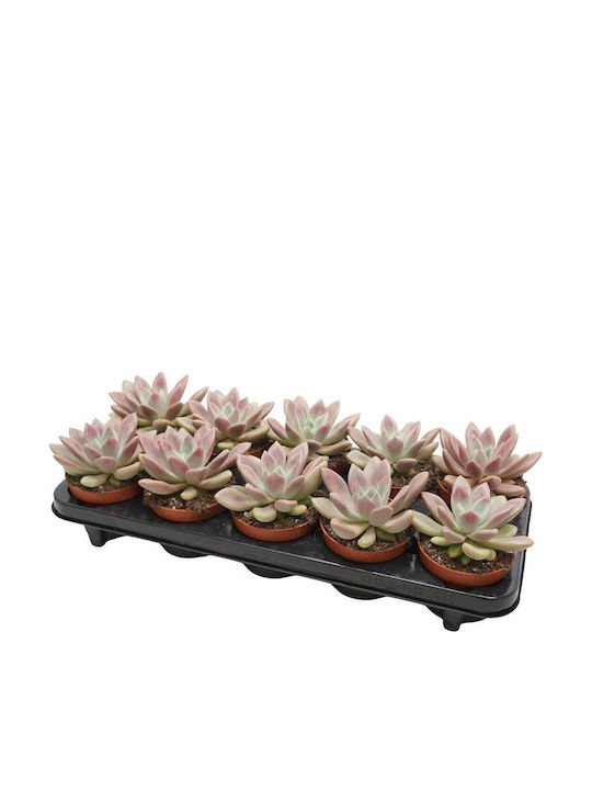 Pachyveria 'rosy Crow' 10.5cm Pachyveria 'rosy Crow' 10.5cm