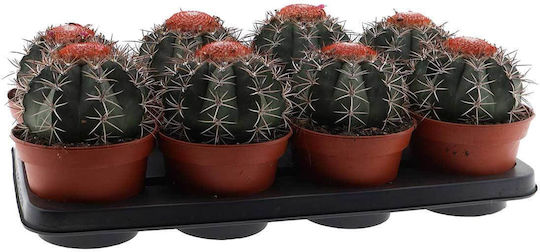 Melocactus Neryi 15cm