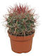 Ferocactus Stainesii 13см