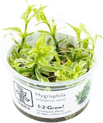 Hygrophila Polysperma White 1-2-grow