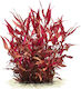 Ζωντανα Φυτα Ενυδρειου Alternanthera Rosaefolia Bunch