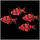 Tiger Barb Luminus Rotes 3-4cm