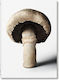 Taschen Varia : The Gourmands Mushroom. A Collection Of Stories & Recipes Hc