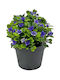 Kunstpflanze Topfpflanze 8x16cm Grüne 21103 Kode 16401