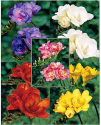 Gemma Freesia Double Bulb