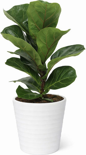 Ficus Lyrata White Ceramic H 35cm W 12 Milvaflowers