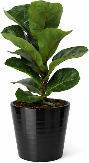 Ficus Lyrata Negru Ghiveci Ceramic Înălțime 35cm Lățime 12