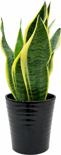 Sansevieria Neagră Ghiveci Ceramic Înălțime 35cm Lățime 13 Milvaflowers