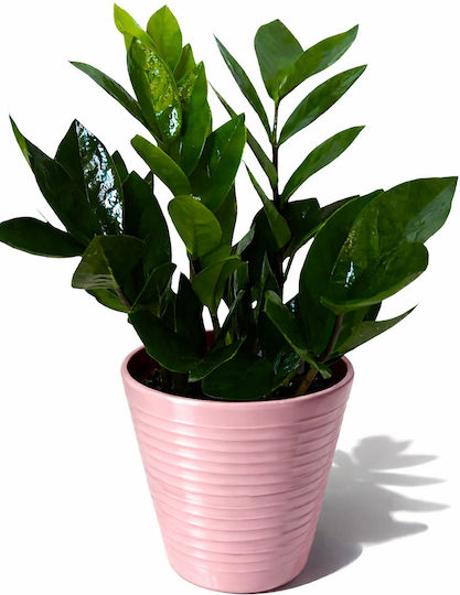 Ζαμια Zamiifolia Ροζ Πήλινο Ύψος 35 Cm X Πλάτος 12cm Milvaflowers Ζαμια Zamiifolia Ροζ Πήλινο Ύψος 35 Cm X Πλάτος 12cm Milvaflowers