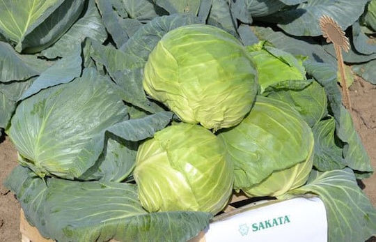 Sakata Σπόροι Λάχανου 5kg/2500τμχ