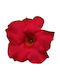 Dipladenia 'clete' 3lt