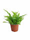 Nephrolepis Exaltata Pflanzenhöhe 22 cm MilvaFlowers