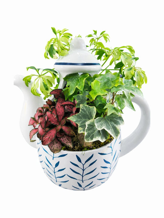 Compoziție De Plante Mici Ceramică Cu Model Ceainic Înălțime 20cm Lățime 17cm Milvaflowers