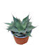 Green Leaf Agave 'ferox' 13cm