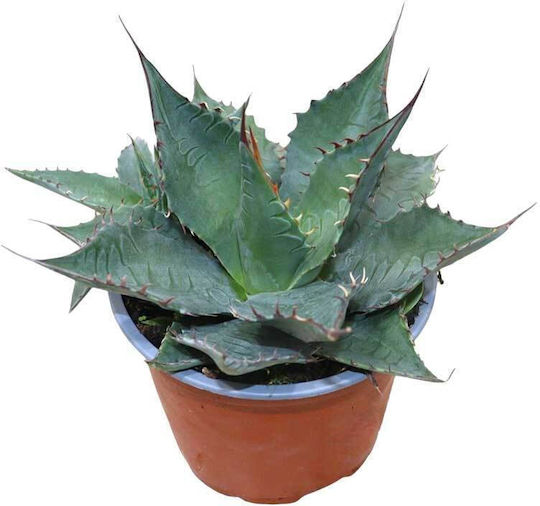 Agave Plants | Skroutz.gr