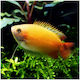 Gourami Pitic Miere Aurie 4-5cm