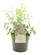 Philadelphus 'petite Perfume Pink' 3lt