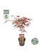 Acer Palmatum Peve Dave