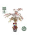 Acer Palmatum Royal Garnet