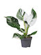 Philodendron 'white Wizard' 12cm