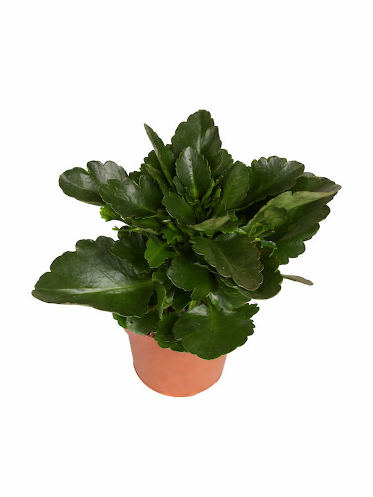 Καλαγχόη Καλαντίβα Χωρις Ανθος Kalanchoe Calandiva Π:10cm Χ Y:20cm Milvaflowers