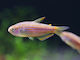 Inpaichthys Parauapiranga M