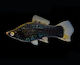 Xiphophorus Helleri Berlin Black Female