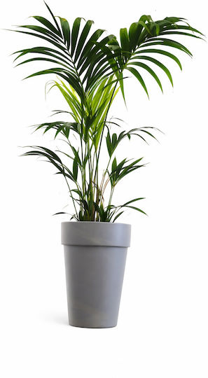 Kentia Керамична P:24 – Kentia Palm Howea Forsteriana Y:100-120см Milvaflowers Kentia Керамична P:24 – Kentia Palm Howea Forsteriana Y:100-120см Milvaflowers