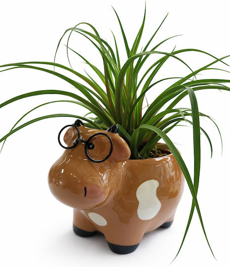 MilvaFlowers Agave Keramischer Kaffee Pflanze Tillandsia Ohne Blüte Höhe:25 P:11 MilvaFlowers Agave Keramischer Kaffee Pflanze Tillandsia Ohne Blüte Höhe:25 P:11