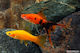 Xiphophorus Helleri Ass 6-7cm