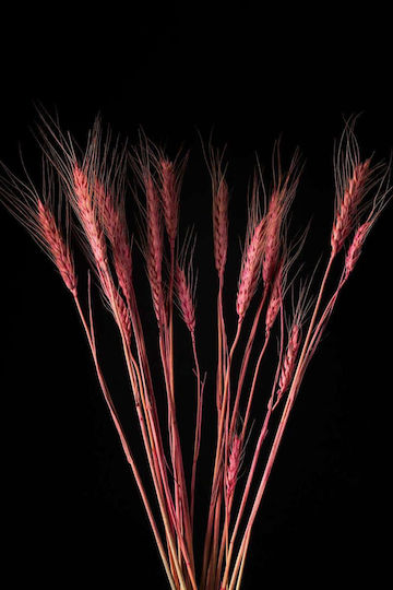 Pink Dried Wheat Plant 60cm