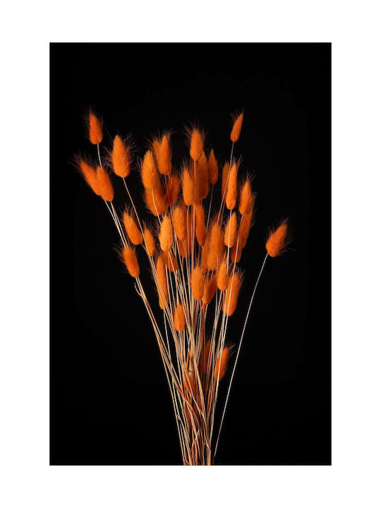 Orangene Lagurus Bunny Tails Getrocknetes Pflanze 60cm