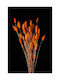Orangene Lagurus Bunny Tails Getrocknetes Pflanze 60cm