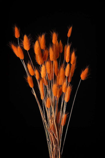 Πορτοκαλί Lagurus Bunny Tails Αποξηραμένο Φυτό 60cm