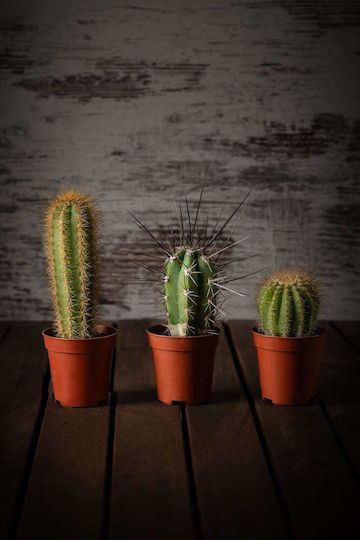 Set of 3 Cacti 5/6 5cm