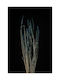 Blue Dried Lavender Plant 60cm