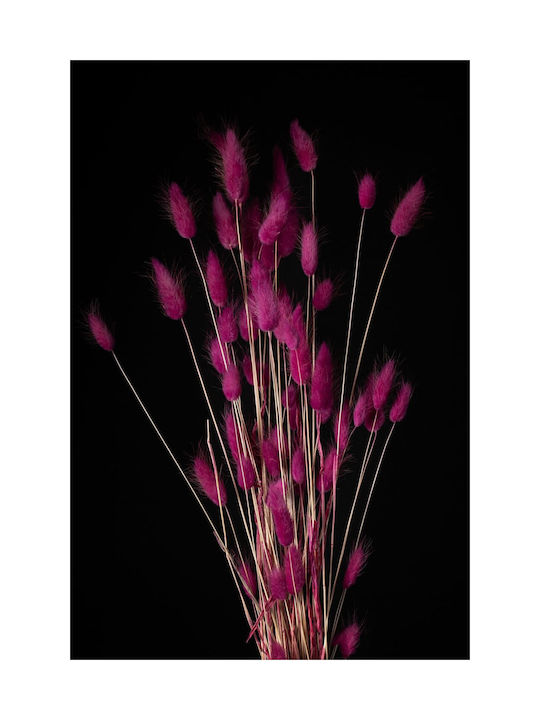 Фуксия Lagurus Bunny Tails Изсушено Растение 60см