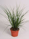 Кареξ Carex Brunnea