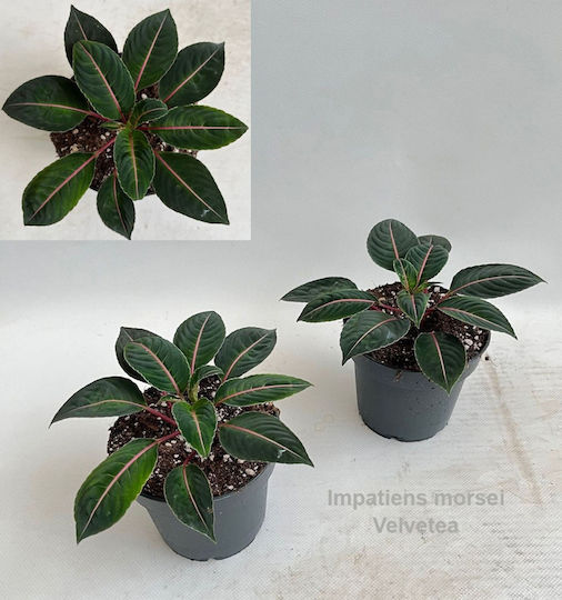 Impatiens Morsei Velvetea