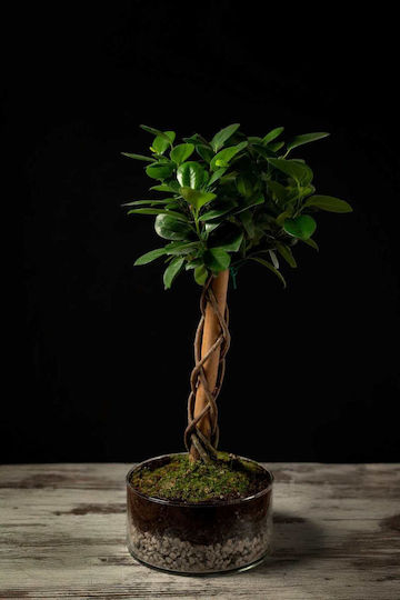 Φίκος Moclame 20/55cm