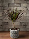Dracaena Martzinata Pflanze Für Innenraum 15/50cm