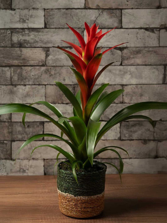 Guzmania Indoor Plant 15/50cm
