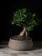 Φίκος Ginseng Bonsai 20/40cm