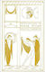 Recollections Of Oscar Wilde Charles Ricketts