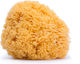 Natural Sponge Bath