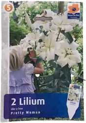 Primasem Lilium Zwiebel