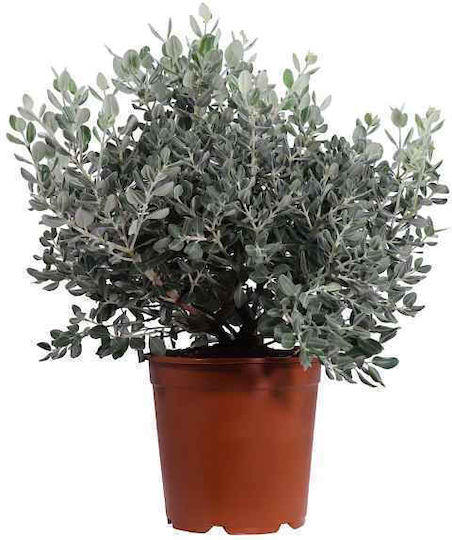 Oem Metrosideros Excelsa Pflanze 3 Lt 40/60